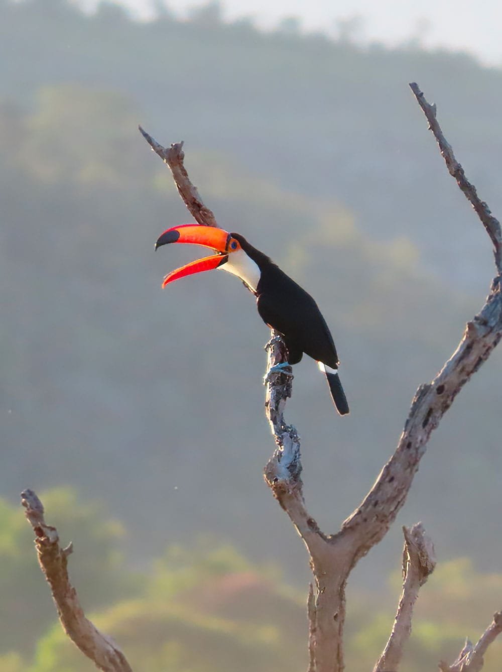 Tucan Grande © Luis Segura
