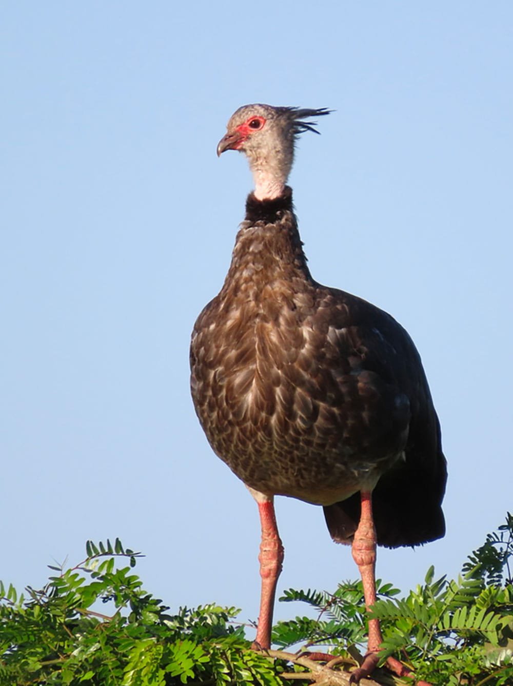 Gritador Chaja © Luis Segura