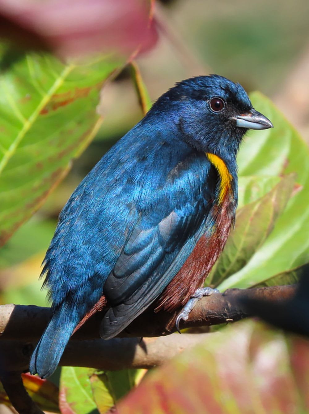 Tangara Alcalde © Luis Segura