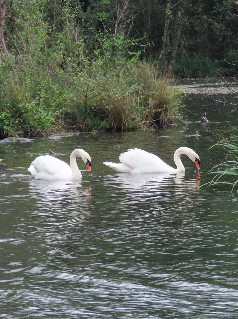 Cisnes