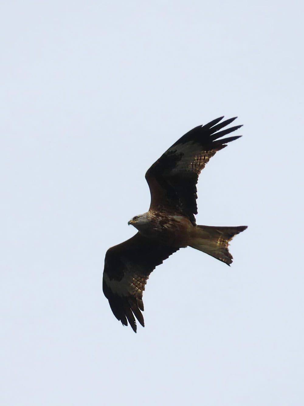 Red Kite 