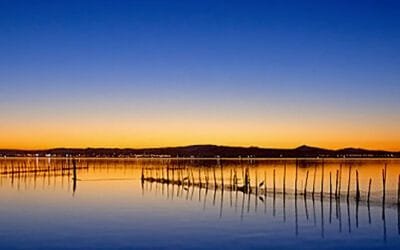 ¿Por qué ver aves en Valencia? Descubre un Paraíso para los Amantes de la Naturaleza