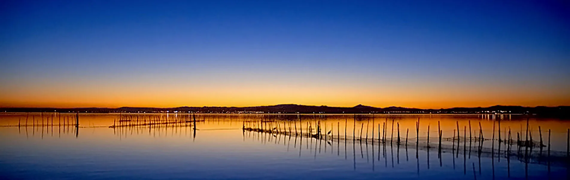 ¿Por qué ver aves en Valencia? Descubre un Paraíso para los Amantes de la Naturaleza