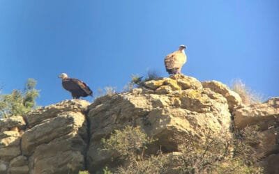 ¡El Festival de los Buitres vuelve a volar alto! Tuéjar se prepara para la cita más esperada para los amantes de la naturaleza en Valencia