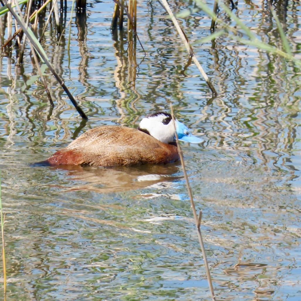 White-headed duck (Oxyura leucocephala) Especie EN (En Peligro): Clasificada así globalmente por la UICN, cada ejemplar que vemos en humedales como la Marjal dels Moros es una victoria de los planes de conservación en España.