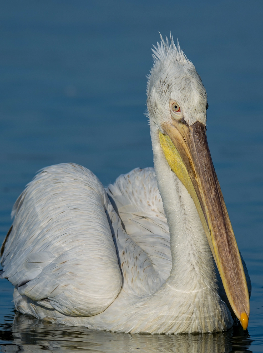 Dalmation Pelican