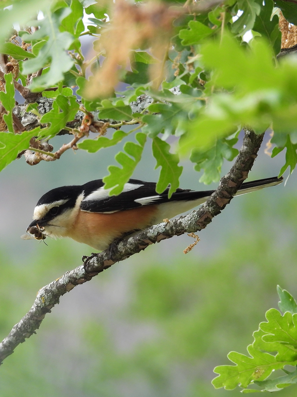 Masked Shrike