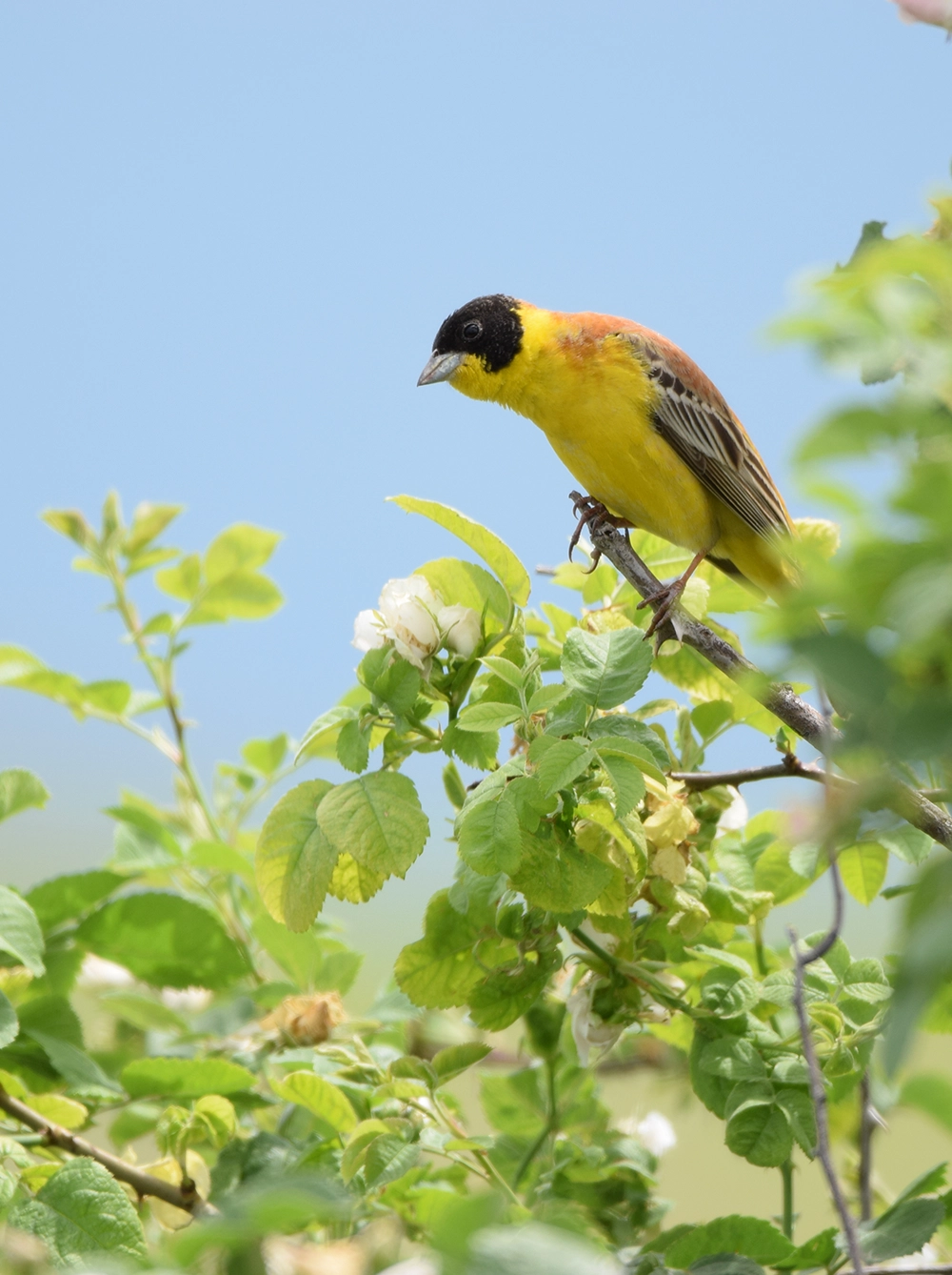 Black-headed Bunting