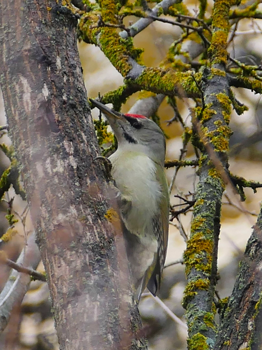 Greay-headed Woodpecker