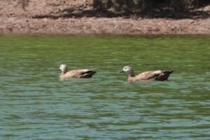 Tarro Canelo (Ruddy Shelduck)