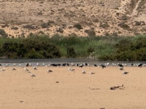 Ibis Eremita en Tamri y Cabo Ghir