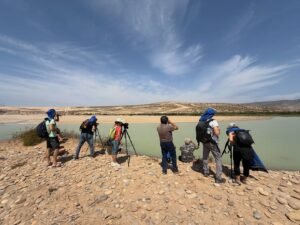 Birding en la Costa Atlántica de Marruecos